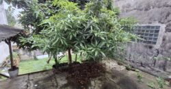 Casa 166 m² Nova Petrópolis | São Bernardo do Campo